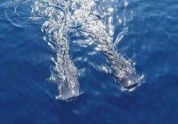 برخورد قانونی محیط زیست با صید کوسه ماهیان و سفره ماهیان خلیج فارس برخورد قانونی محیط زیست با صید کوسه ماهیان و سفره ماهیان خلیج فارس