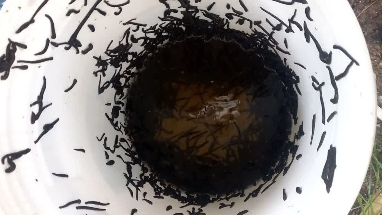 کشف حدود ۲ هزار نخ زالوی غیرمجاز در بندرانزلی