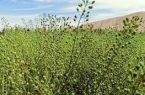 صندوق کشاورزی از تولید دانه‌های روغنی گلرنگ و کاملینا حمایت می‌کند
